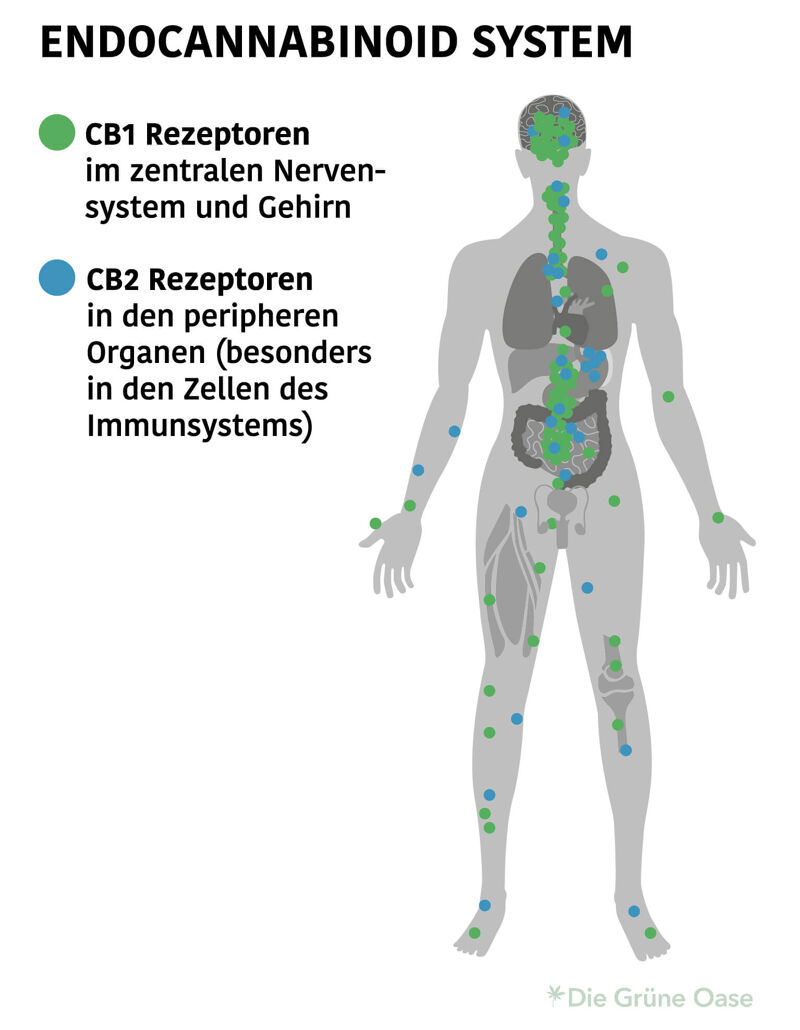 CB1 und CB2 Rezeptoren des Endocannabinoid Systems